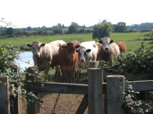 curious cattle