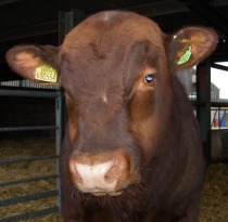 red poll with ear tags